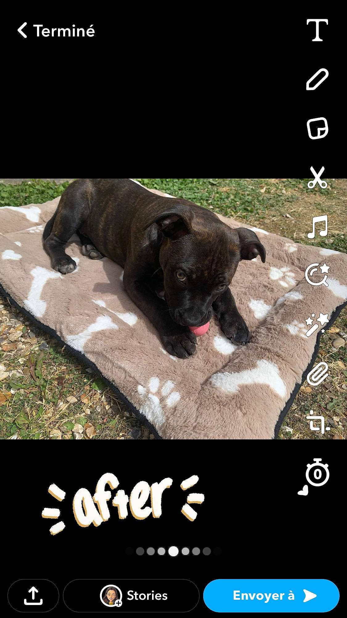 Raya participe au concours pour gagner de l'argent avec cette photo : adaptation, adventure, advertising, canidae, carnivore, companion_dog, dog, dog_breed, font, grass, liver, organism, photo_caption, screenshot, soil, sporting_group, terrestrial_animal, working_animal