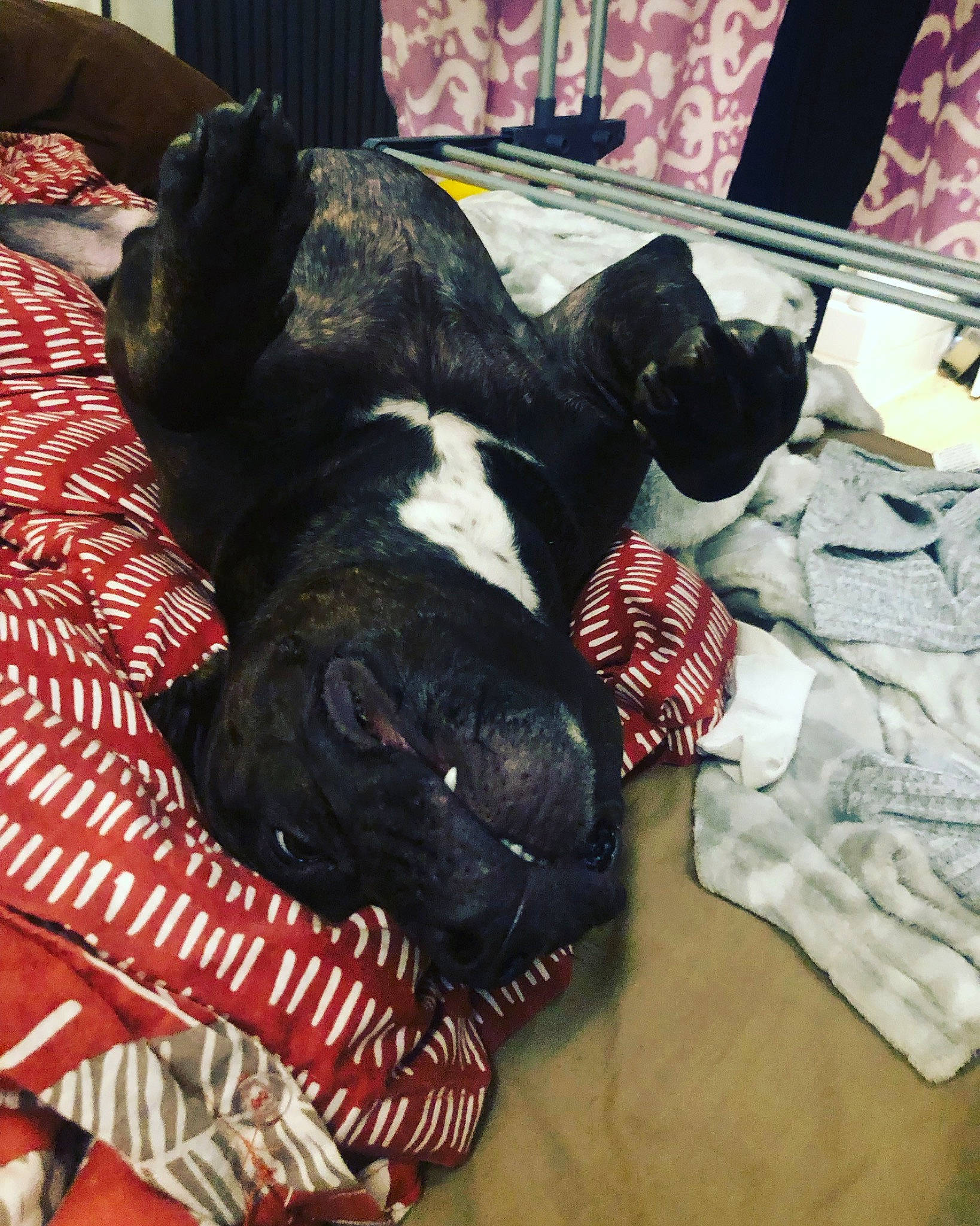 Raya a rejoint le concours — aidez-le/la à gagner de superbes lots ! canidae, carmine, carnivore, comfort, companion_dog, couch, dog, dog_breed, dog_supply, fawn, fur, linens, liver, pet_supply, snout, sporting_group, tail, toy_dog, whiskers, working_animal