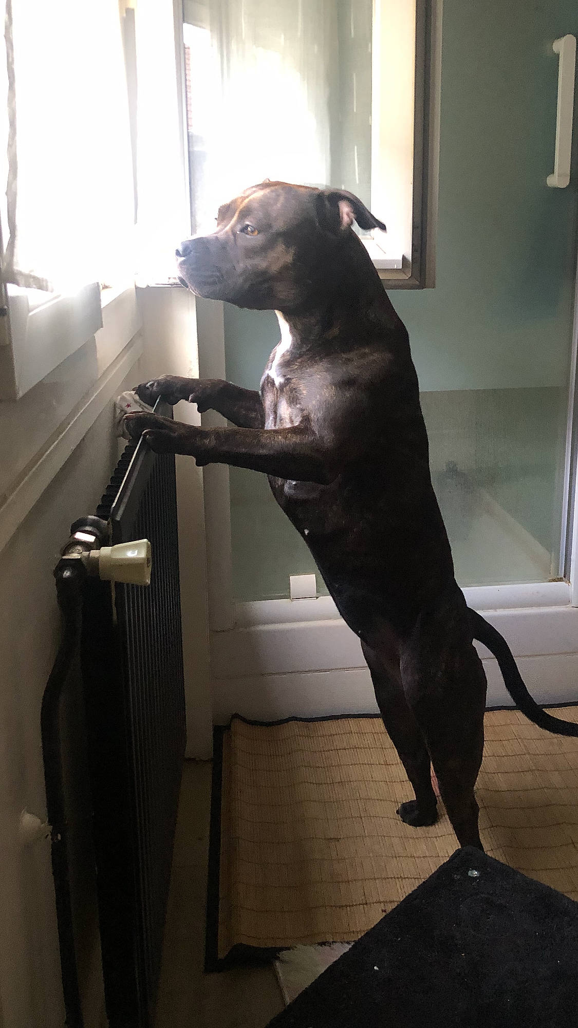 Raya participe au concours pour gagner de l'argent avec cette photo : canidae, carnivore, comfort, companion_dog, couch, dog, dog_breed, fawn, floor, flooring, fur, liver, room, snout, sporting_group, tail, whiskers, window, wood, working_animal