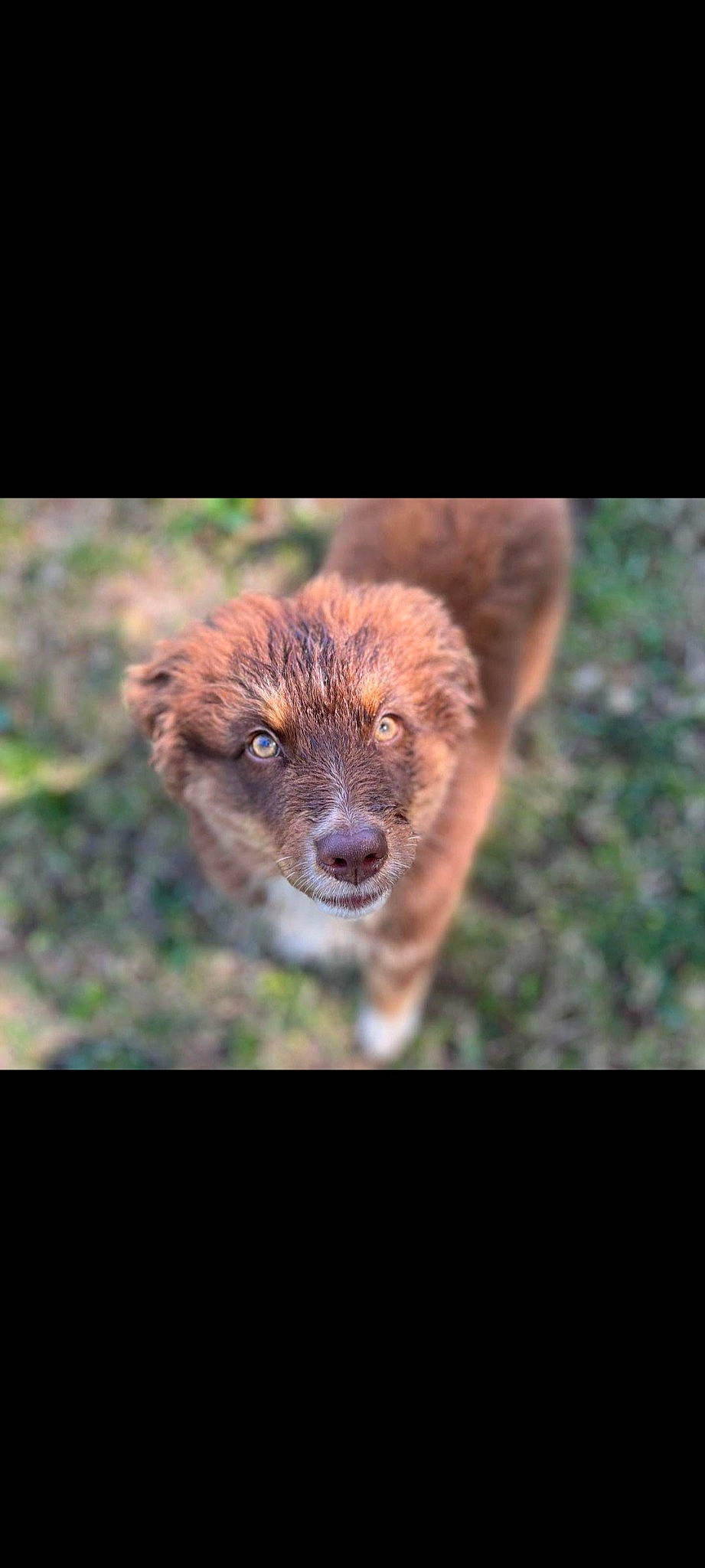 Uma participe au concours pour gagner de l'argent avec cette photo : canidae, carnivore, companion_dog, dog_breed, fur, grass, liver, macro_photography, photo_caption, plant, sporting_group, tail, terrestrial_animal, terrestrial_plant, trunk, whiskers, wood