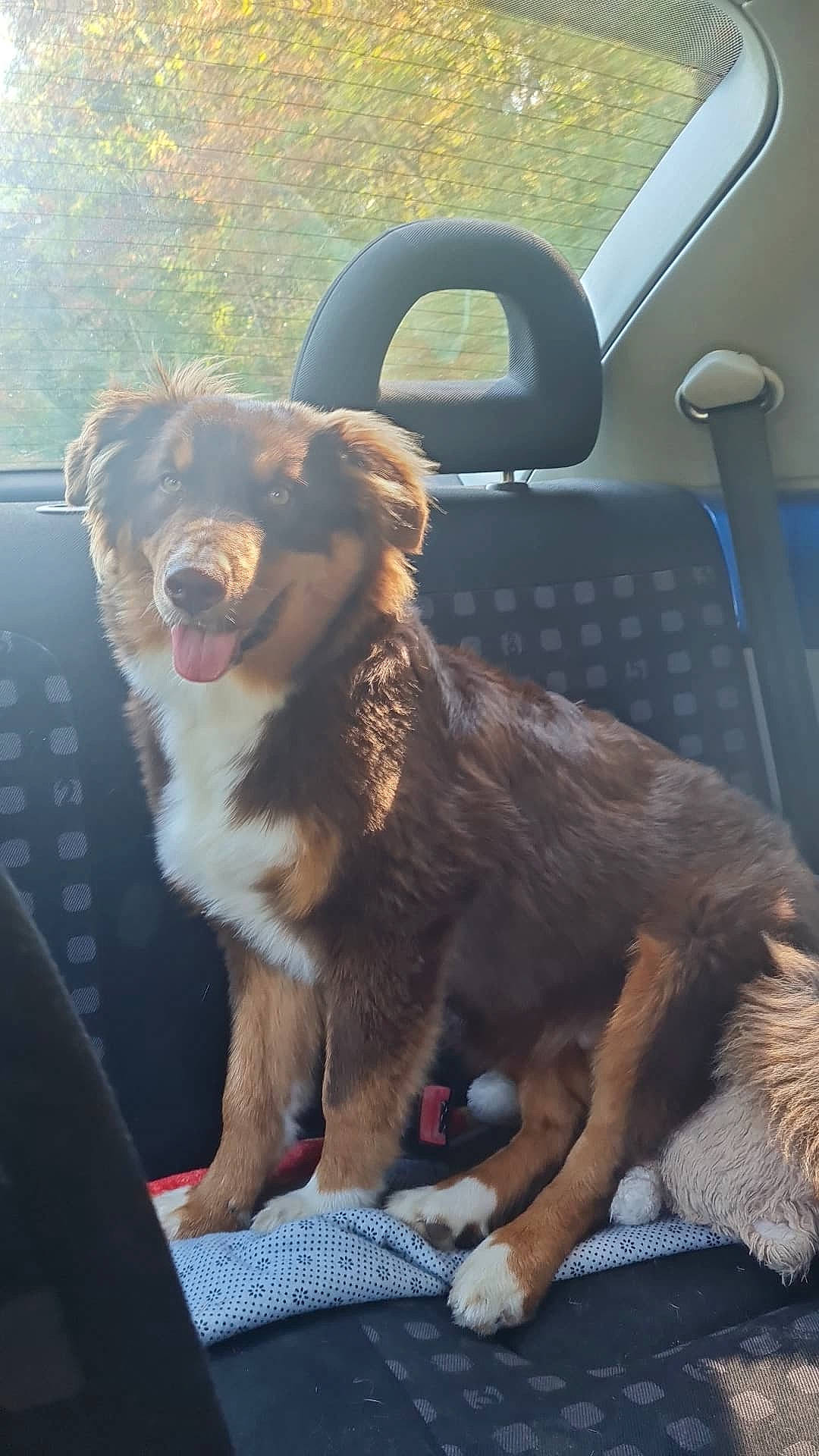 Uma a rejoint le concours — aidez-le/la à gagner de superbes lots ! auto_part, automotive_exterior, automotive_mirror, automotive_window_part, carnivore, collar, companion_dog, dog, dog_breed, dog_collar, fawn, fur, liver, snout, sporting_group, tail, tints_and_shades, vehicle_door, windshield, working_animal