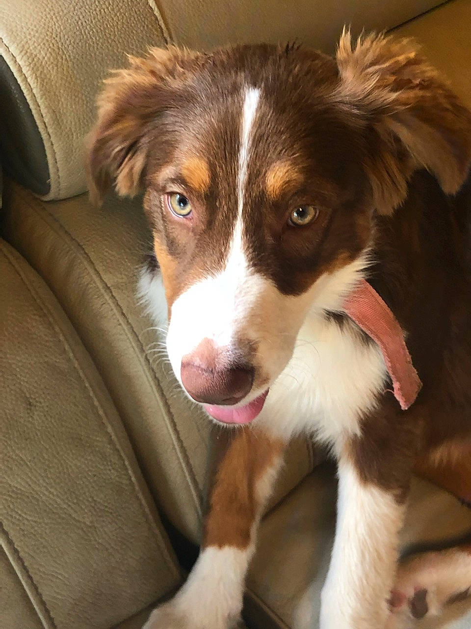 Sara participe au concours pour gagner de l'argent avec cette photo : ancient_dog_breeds, australian_collie, ball, border_collie, canidae, carnivore, chair, companion_dog, dog, dog_breed, fur, herding_dog, miniature_australian_shepherd, plant, puppy, sporting_group, terrestrial_animal, whiskers, working_animal, working_dog