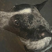 Bandit is registered to the contest to win money with this photo: dog, close_up, pet, animal, collar, fur, black_and_white, side_view, curious, indoor, portrait, muzzle, ears, whiskers, eye, canine, domestic_animal, looking, head, snout