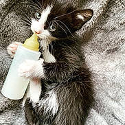 Lili participe au concours pour gagner de l'argent avec cette photo : carnivore, cat, claw, domestic_short_haired_cat, ear, felidae, fur, kitten, norwegian_forest_cat, nose, paw, polydactyl_cat, small_to_medium_sized_cats, snout, whiskers