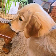 Ayrton a rejoint le concours — aidez-le/la à gagner de superbes lots ! dog, golden_retriever, puppy, pet, indoor, wooden_table, plant, potted_plant, rug, carpet, furniture, home, cozy, animal, side_view, cute, fluffy, domestic_animal, looking, collar