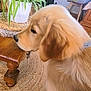 dog, golden_retriever, puppy, pet, indoor, wooden_table, plant, potted_plant, rug, carpet, furniture, home, cozy, animal, side_view, cute, fluffy, domestic_animal, looking, collar