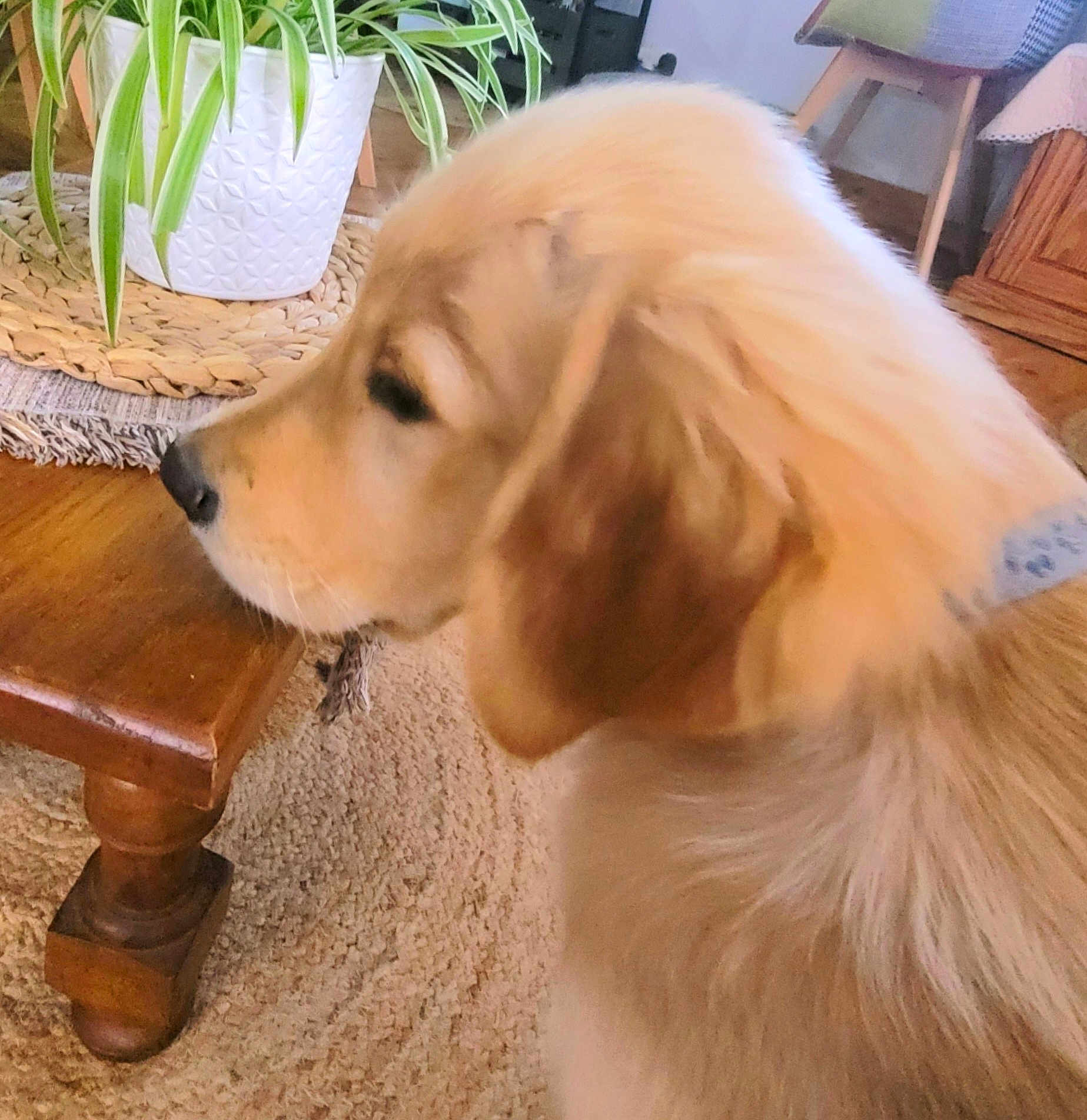 Ayrton a rejoint le concours — aidez-le/la à gagner de superbes lots ! dog, golden_retriever, puppy, pet, indoor, wooden_table, plant, potted_plant, rug, carpet, furniture, home, cozy, animal, side_view, cute, fluffy, domestic_animal, looking, collar