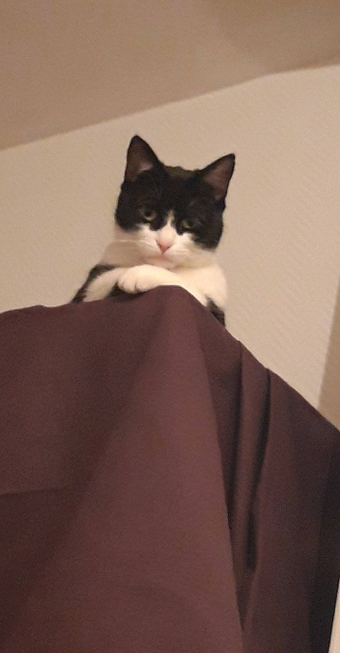 Chouchoune participe au concours pour gagner de l'argent avec cette photo :