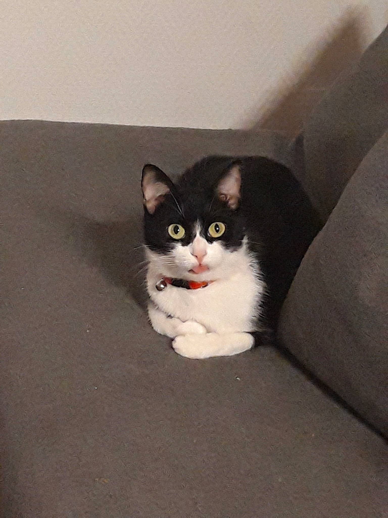 Chouchoune participe au concours pour gagner de l'argent avec cette photo :