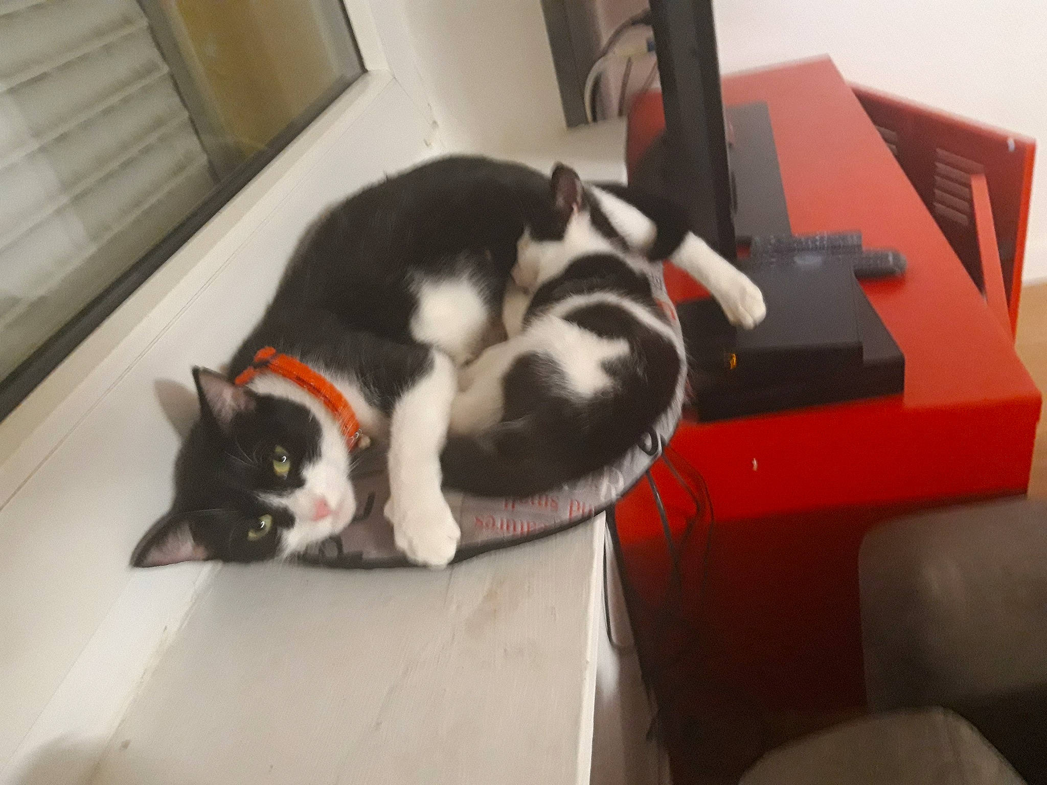 Chouchoune a rejoint le concours — aidez-le/la à gagner de superbes lots !