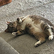 Stormy is registered to the contest to win money with this photo: animal, bed, carpet, cat, cozy, cute, domestic, ears, eyes, feline, fur, home, indoor, lying_down, paws, pet, playful, relaxed, resting, whiskers