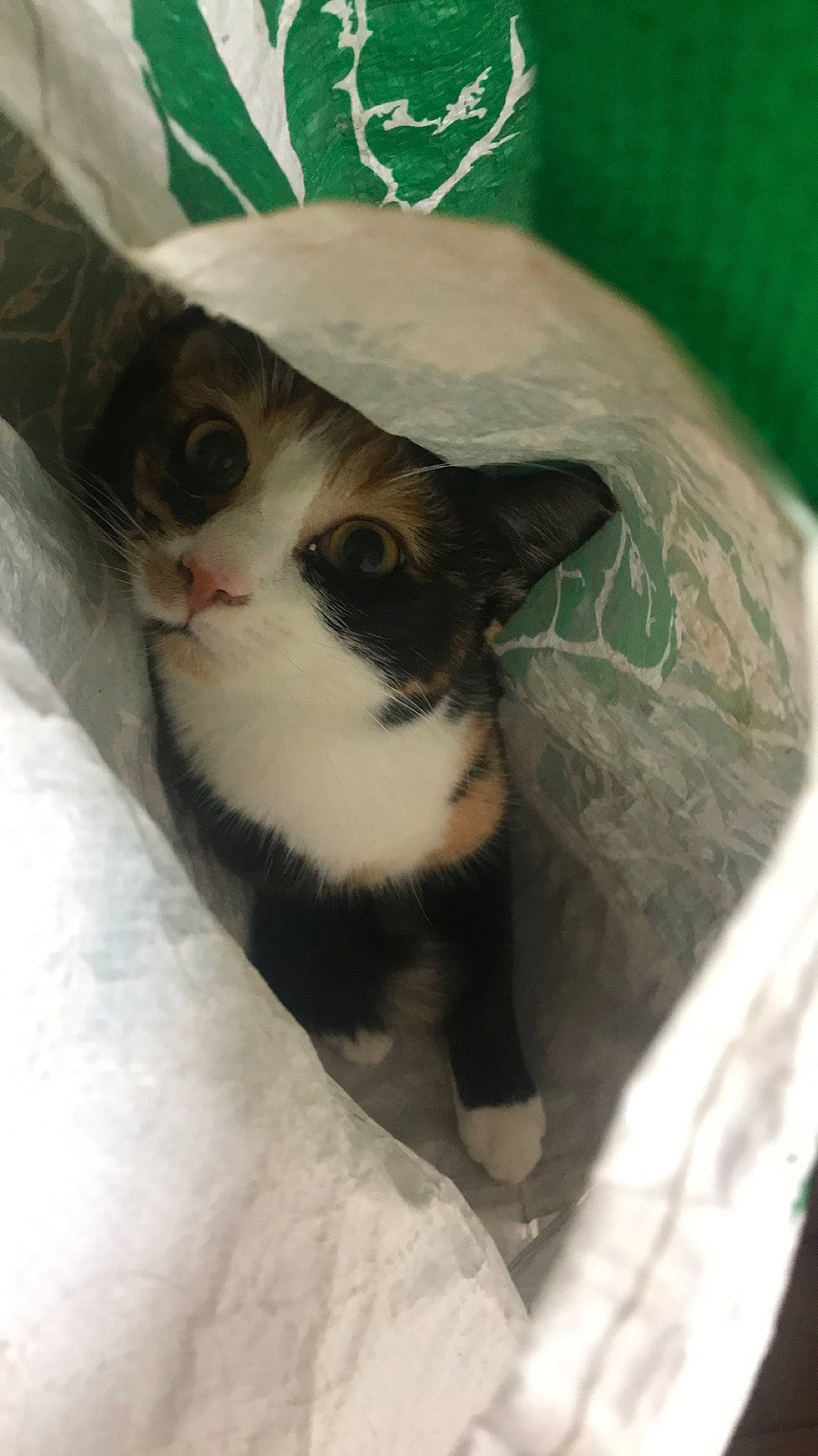 Mystique participe au concours pour gagner de l'argent avec cette photo : carnivore, cat, domestic_short_haired_cat, ear, european_shorthair, eye, fawn, felidae, fur, kitten, nose, ojos_azules, skin, small_to_medium_sized_cats, snout, turkish_van, whiskers