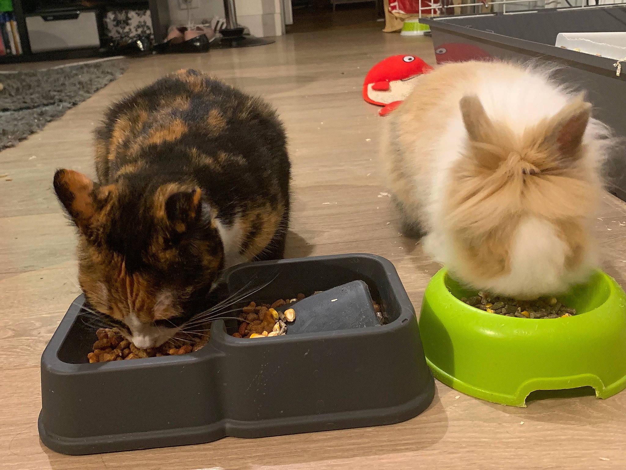 Mystique a rejoint le concours — aidez-le/la à gagner de superbes lots ! carnivore, cat, cat_supply, domestic_long_haired_cat, domestic_short_haired_cat, european_shorthair, felidae, kitten, litter_box, mammal, rabbit, rabbits_and_hares, ragamuffin, small_to_medium_sized_cats, tail, whiskers