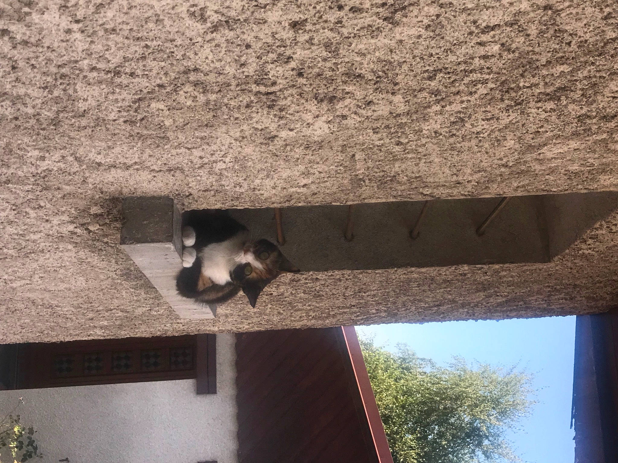 Mystique participe au concours pour gagner de l'argent avec cette photo : carnivore, cat, ceiling, felidae, small_to_medium_sized_cats, tail, wall, window