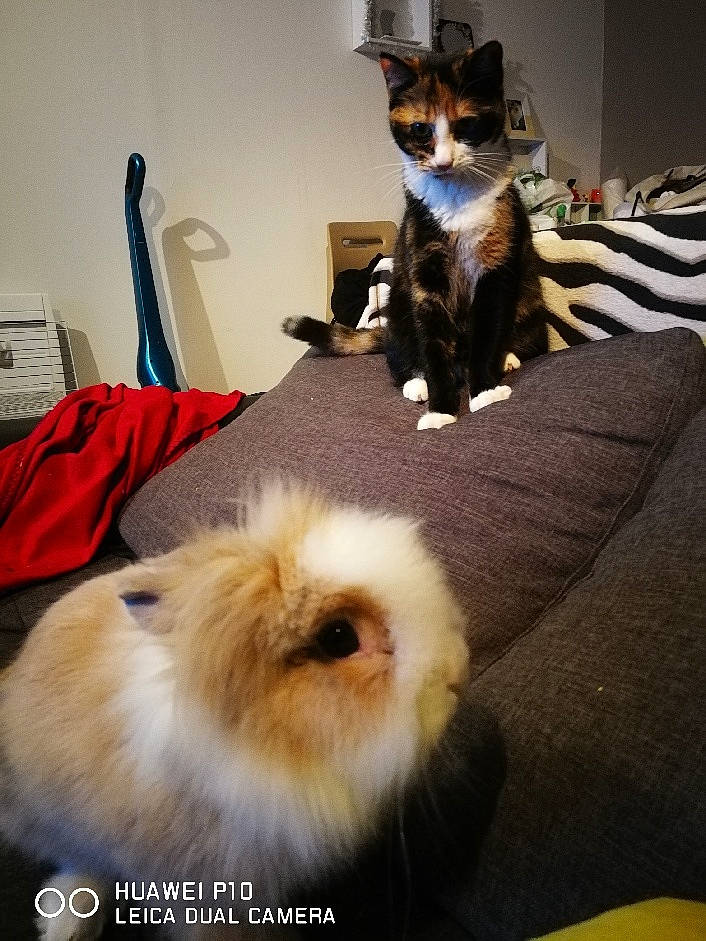 Mystique a rejoint le concours — aidez-le/la à gagner de superbes lots ! canidae, carnivore, cat, ear, felidae, fur, kitten, photo_caption, small_to_medium_sized_cats, snapshot, whiskers