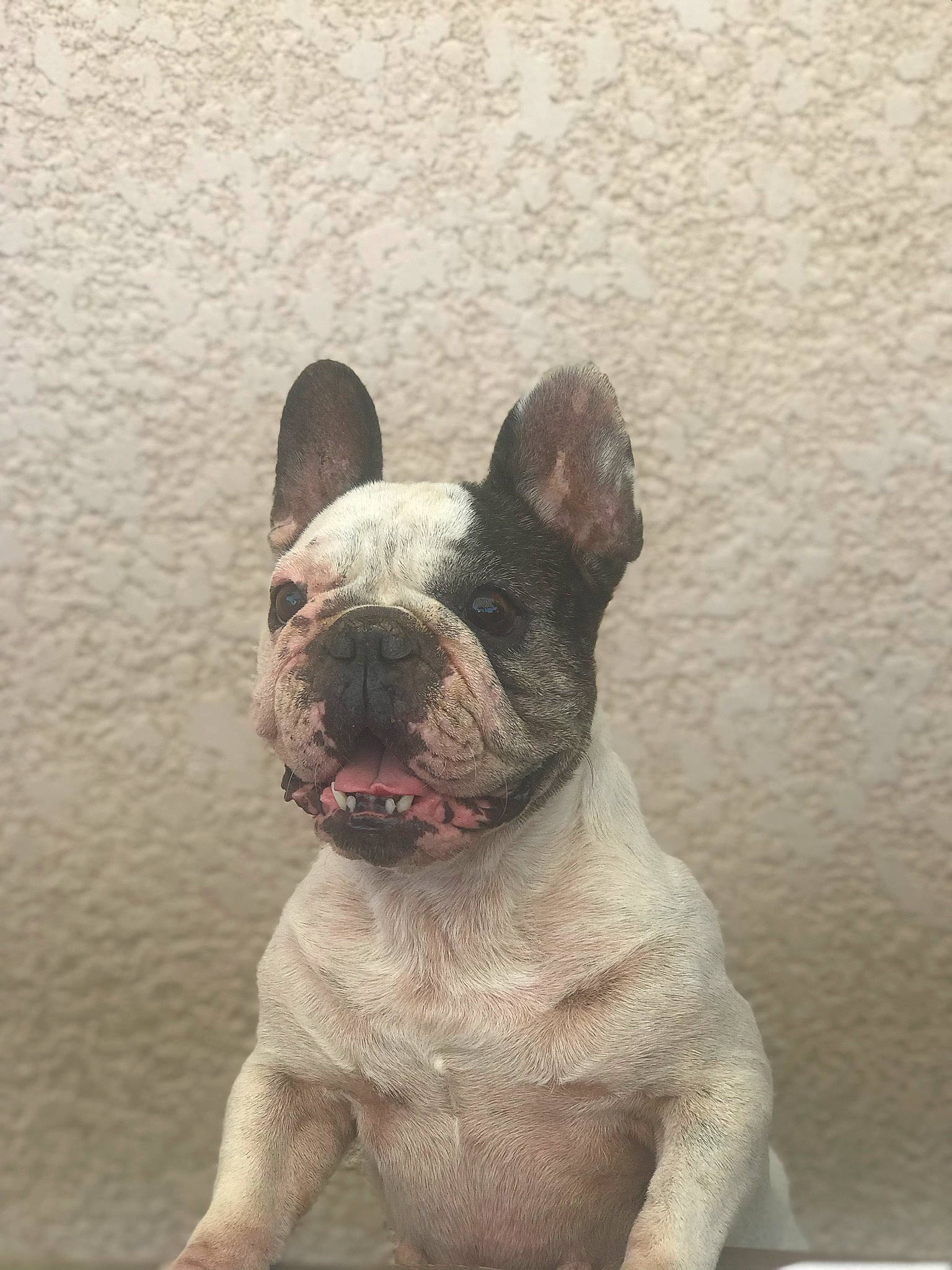 Engie participe au concours pour gagner de l'argent avec cette photo : american_bulldog, ancient_dog_breeds, bulldog, canidae, carnivore, companion_dog, dog, dog_breed, fawn, french_bulldog, mammal, molosser, non_sporting_group, old_english_bulldog, olde_english_bulldogge, puppy, rare_breed_dog, snout, toy_bulldog, vertebrate