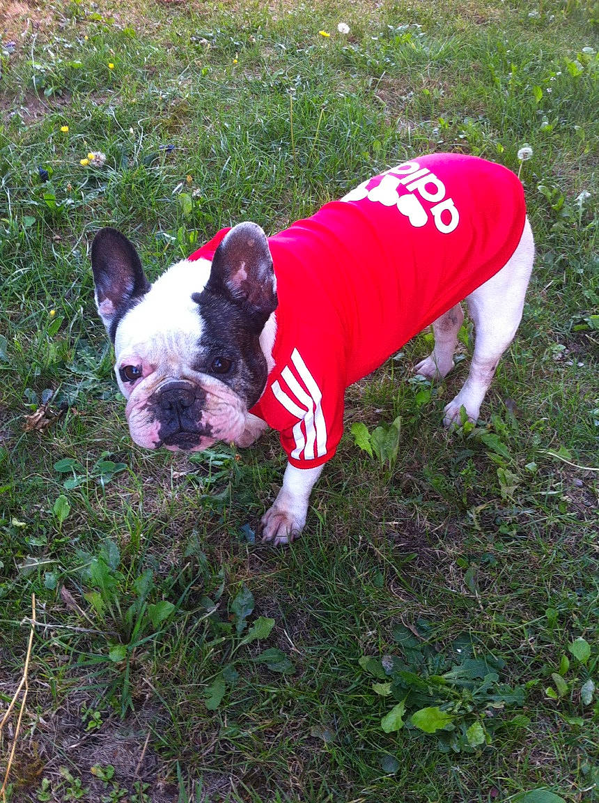 Engie a rejoint le concours — aidez-le/la à gagner de superbes lots ! boston_terrier, bulldog, canidae, carnivore, companion_dog, dog, dog_breed, dog_clothes, fawn, french_bulldog, grass, non_sporting_group, old_english_bulldog, olde_english_bulldogge, outerwear, plant, pug, snout, sporting_group, toy_bulldog