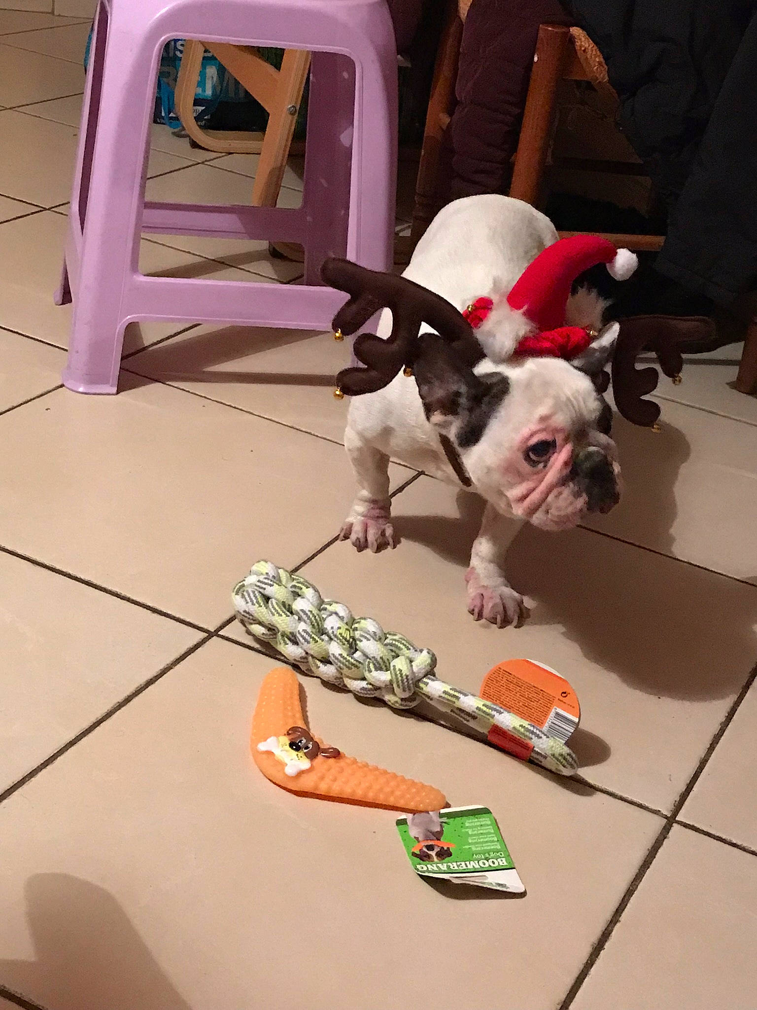 Engie participe au concours pour gagner de l'argent avec cette photo : boston_terrier, canidae, carnivore, companion_dog, dog, dog_breed, dog_clothes, fawn, french_bulldog, non_sporting_group, old_english_bulldog, olde_english_bulldogge, snout