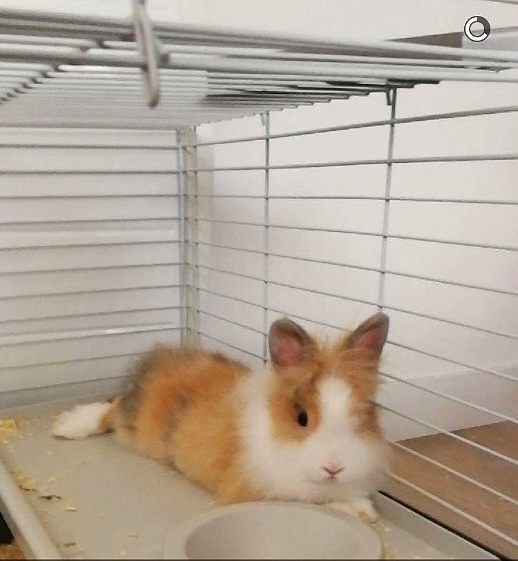 Bounty a rejoint le concours — aidez-le/la à gagner de superbes lots ! aegean_cat, animal_shelter, cage, cat, domestic_rabbit, ear, fawn, felidae, rabbit, rabbits_and_hares, small_to_medium_sized_cats, tail, whiskers