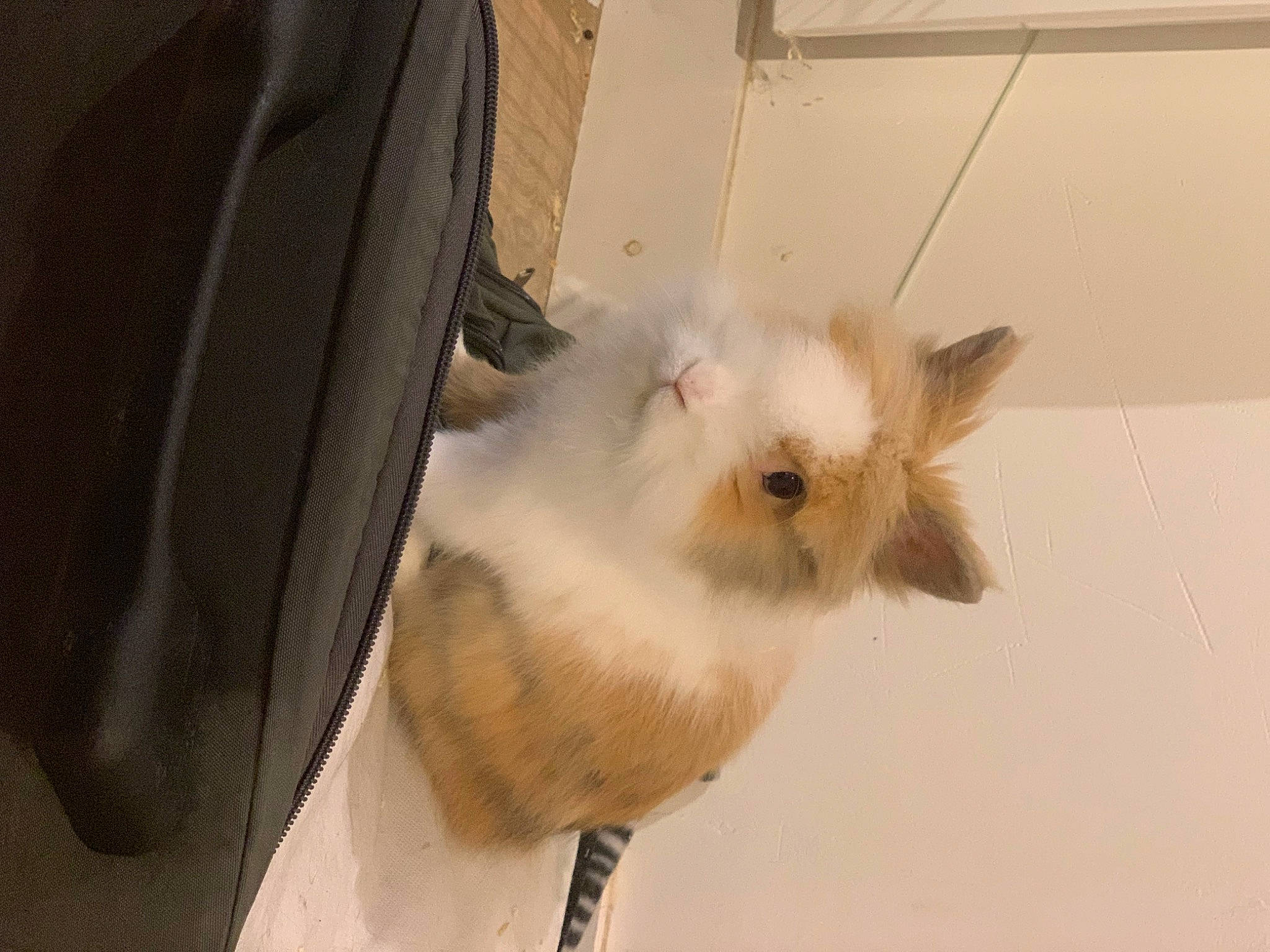 Bounty participe au concours pour gagner de l'argent avec cette photo : balinese, birman, carnivore, cat, ear, fawn, felidae, fur, himalayan, ragdoll, small_to_medium_sized_cats, whiskers