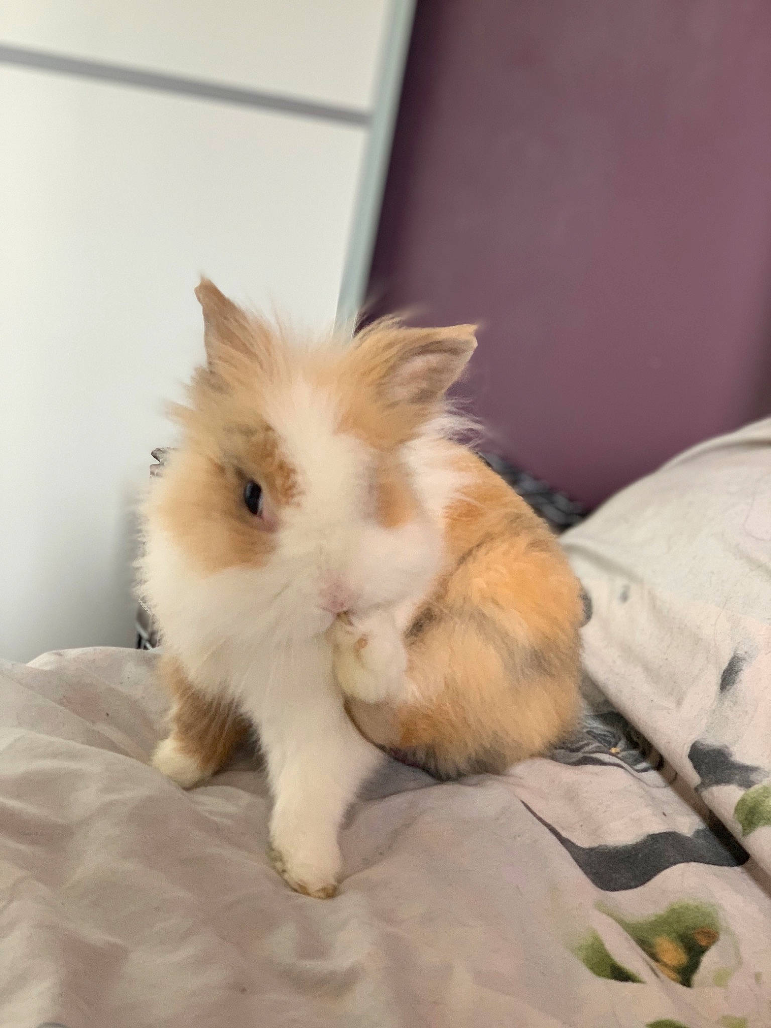 Bounty participe au concours pour gagner de l'argent avec cette photo : angora_rabbit, cat, domestic_rabbit, ear, fawn, felidae, mammal, rabbit, rabbits_and_hares, skin, whiskers