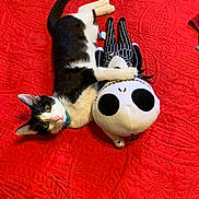 Tom is registered to the contest to win money with this photo: canidae, carnivore, cat, felidae, small_to_medium_sized_cats, tail, toy, whiskers