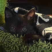 Bear joined the competition — help win amazing prizes! kitten, black_cat, pet, animal, cute, furry, cozy, blanket, green_bed, indoors, closeup, paw, resting, soft_texture, curious, young, feline, sleepy, snuggled, warm