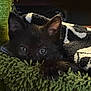 kitten, black_cat, pet, animal, cute, furry, cozy, blanket, green_bed, indoors, closeup, paw, resting, soft_texture, curious, young, feline, sleepy, snuggled, warm