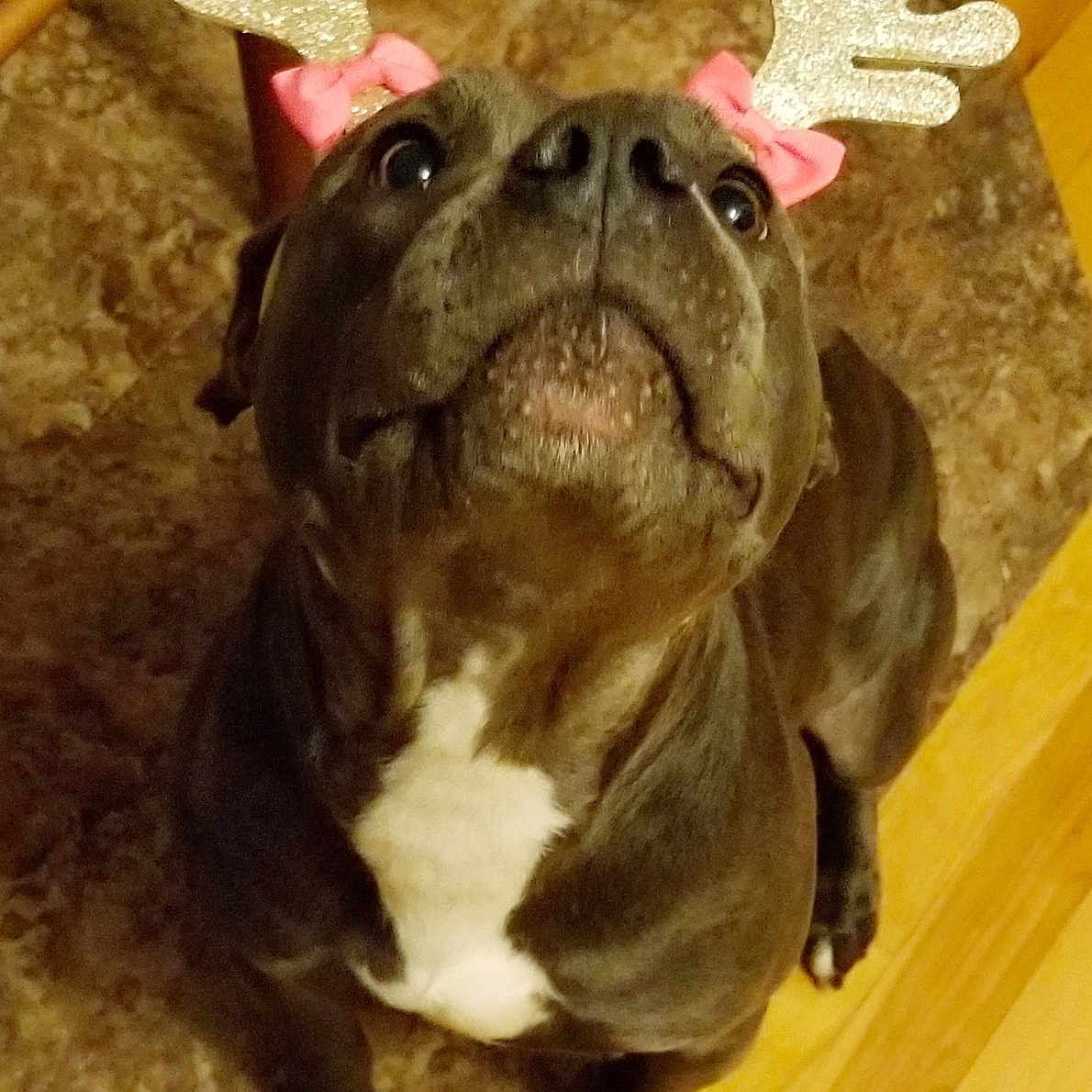 Giselle is registered to the contest to win money with this photo: animal, bostonbull, boxer, bulldog, canine, dog, frenchbulldog, hardwood, hound, labradorretriever, pet, pitbull, pug, puppy, snout, wood