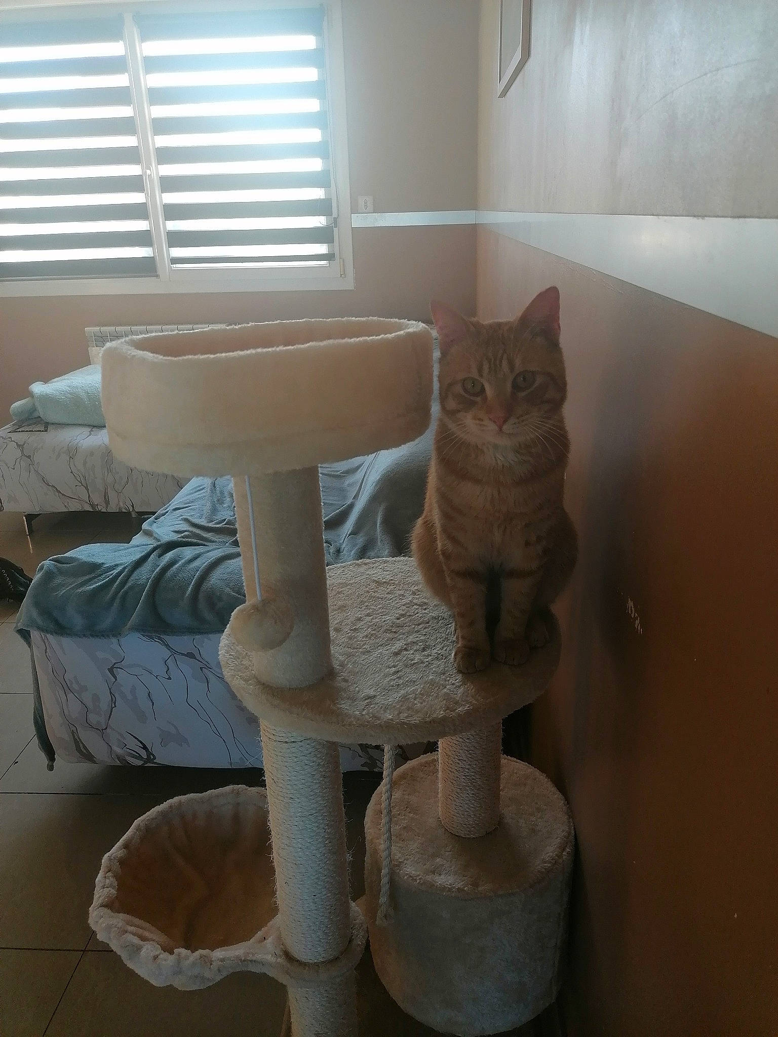 Simba a rejoint le concours — aidez-le/la à gagner de superbes lots ! art, baluster, carnivore, cat, cat_supply, felidae, floor, flooring, hardwood, mammal, pedestal, pet_supply, room, sculpture, small_to_medium_sized_cats, tail, whiskers, window, window_blind, wood