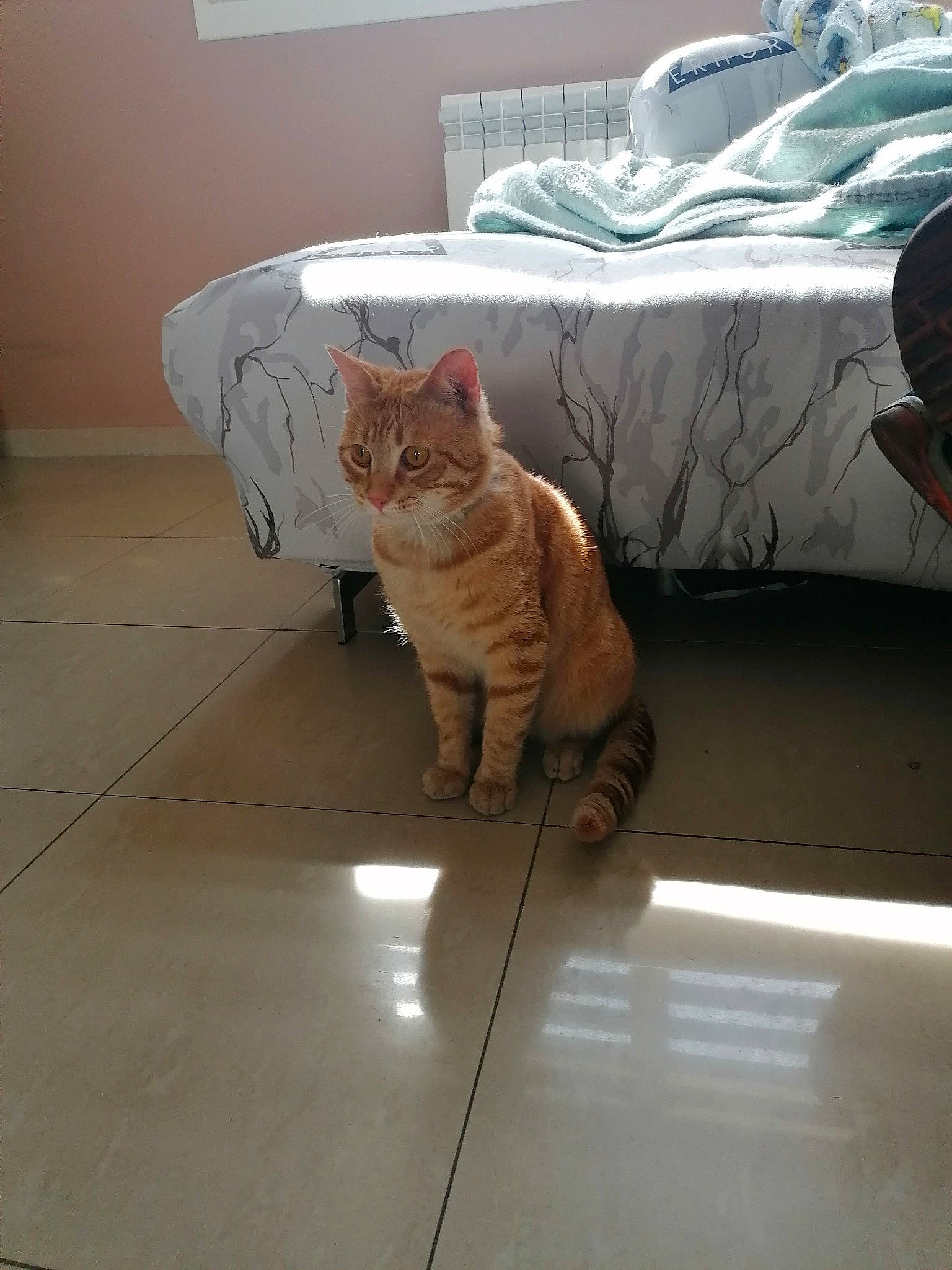 Simba a rejoint le concours — aidez-le/la à gagner de superbes lots ! carnivore, cat, comfort, domestic_short_haired_cat, fawn, felidae, flooring, fur, grey, hardwood, interior_design, linens, pet_supply, room, small_to_medium_sized_cats, snout, tail, whiskers, window, wood