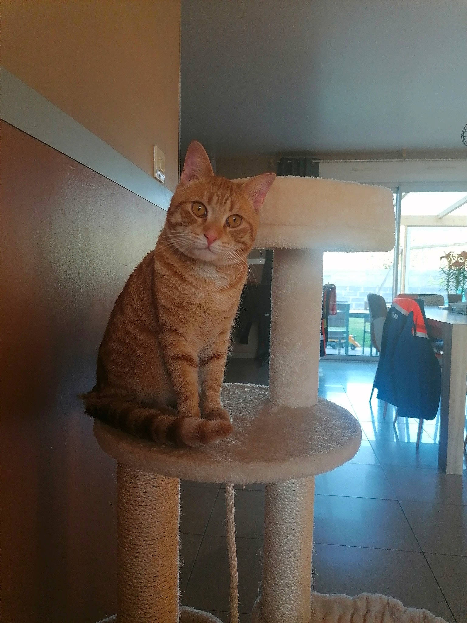 Simba a rejoint le concours — aidez-le/la à gagner de superbes lots ! carnivore, cat, cat_supply, chair, comfort, fawn, felidae, floor, flooring, fur, furniture, hardwood, pet_supply, small_to_medium_sized_cats, table, tail, textile, whiskers, window, wood