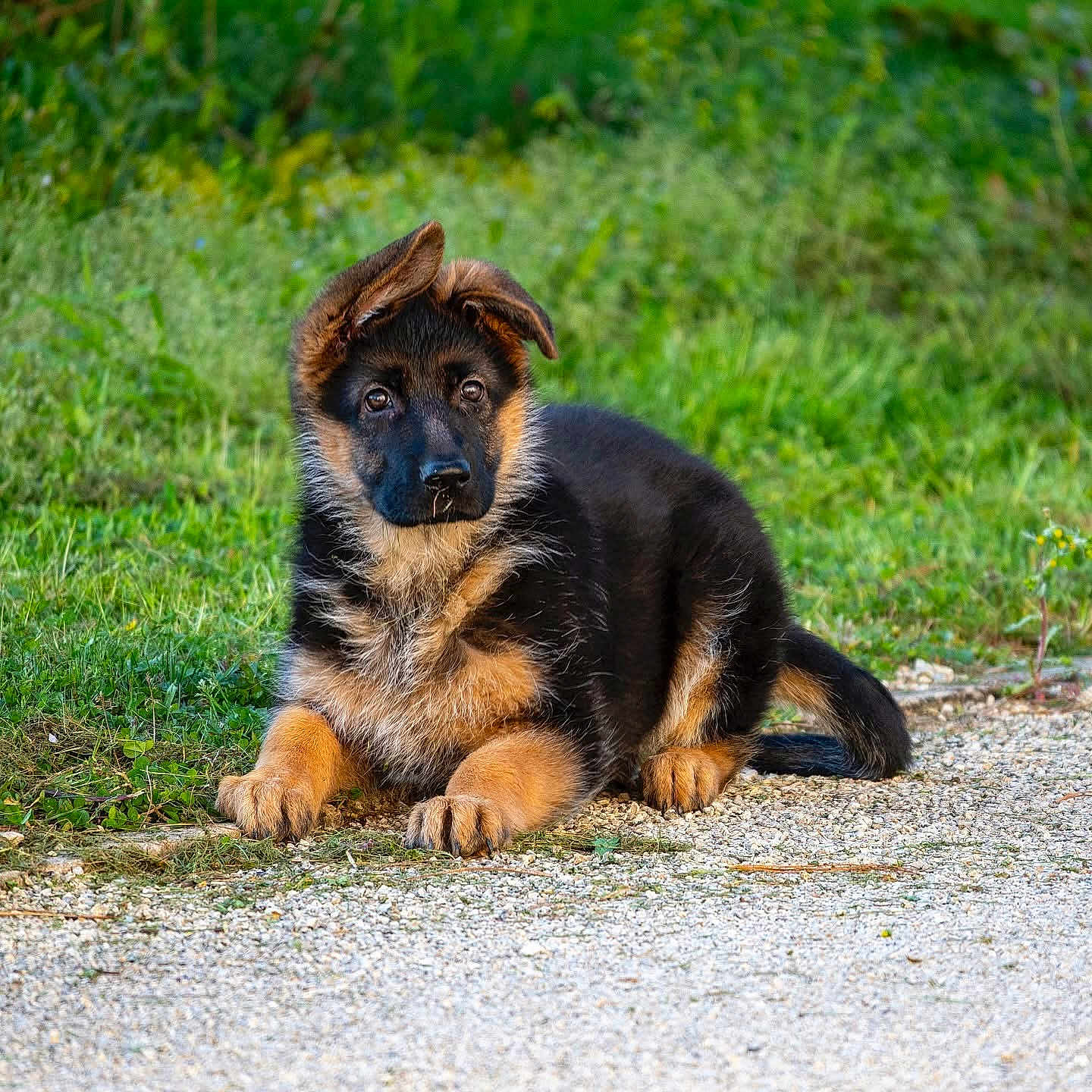 Abby a rejoint le concours — aidez-le/la à gagner de superbes lots ! animal, canine, dog, germanshepherd, grass, pet, plant, policedog, puppy, snout