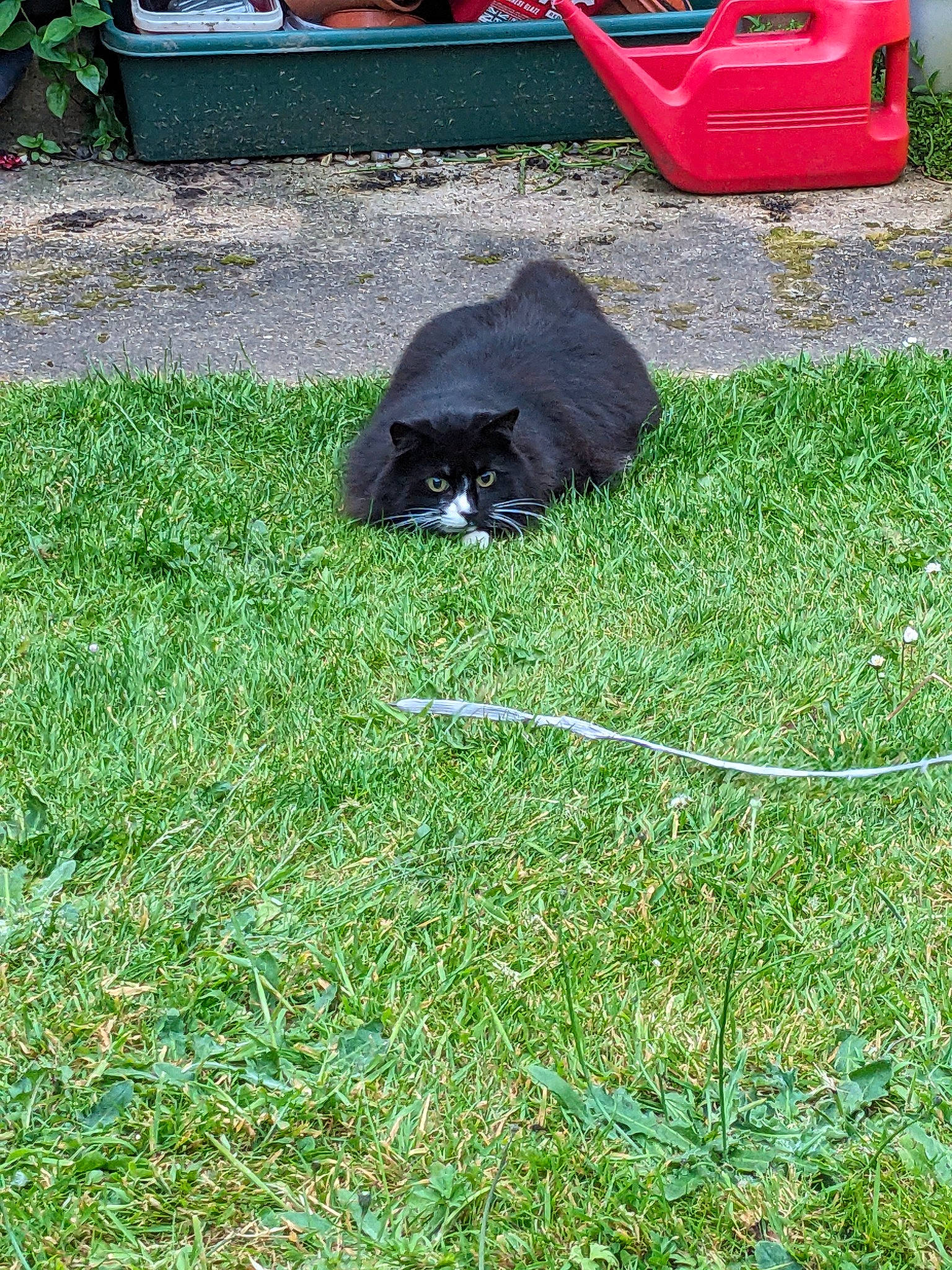 Kitten is registered to the contest to win money with this photo: automotive_exterior, automotive_tire, carnivore, chair, dog_breed, felidae, flowerpot, garden, grass, grassland, green, groundcover, lawn, motor_vehicle, outdoor_furniture, plant, shrub, tail, tints_and_shades, vehicle_door