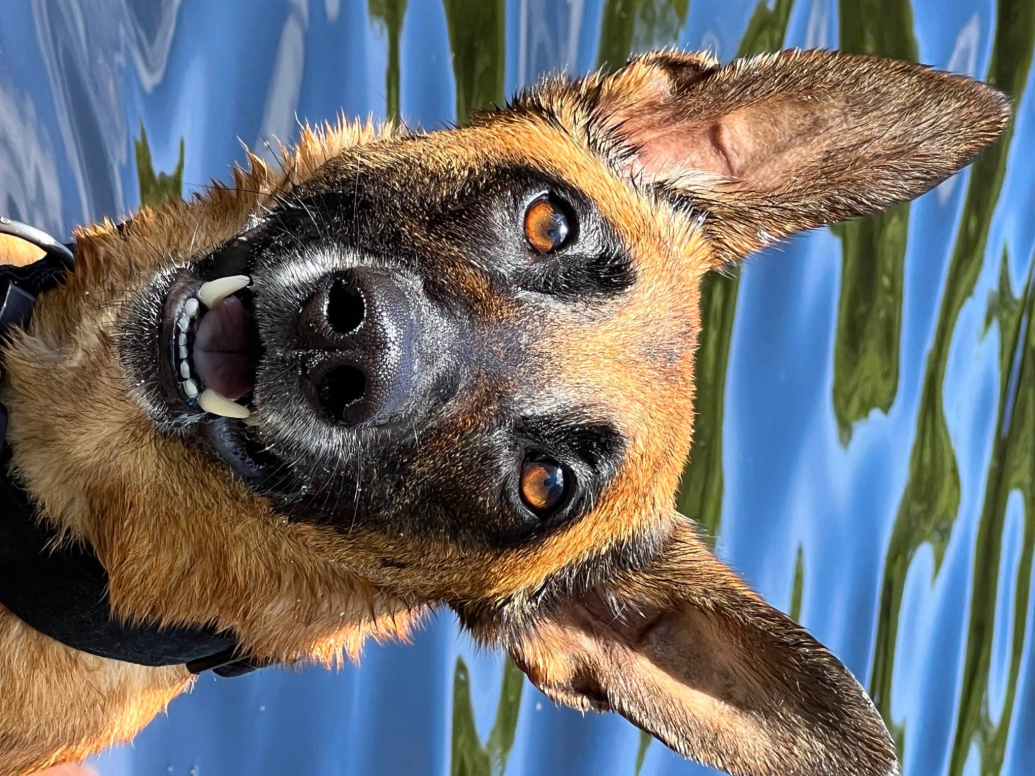Breña is registered to the contest to win money with this photo: canidae, carnivore, close_up, collar, dog_breed, eye, fawn, fur, organism, palm_tree, photography, plant, sky, snout, terrestrial_animal, tree, twig, whiskers, wildlife, wood