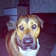 Tyson a rejoint le concours — aidez-le/la à gagner de superbes lots ! dog, indoor, couch, furniture, pet, brown, white, face, canine, animal, blurred, close_up, portrait, companion, domestic, living_room, fur, ears, eyes, snout