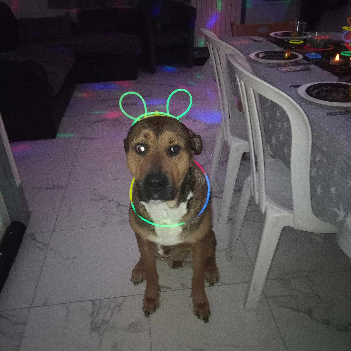 Tyson a rejoint le concours — aidez-le/la à gagner de superbes lots ! animal, brown_dog, celebration, chair, costume, curtains, decor, dining_table, dog, floor, furniture, glow_sticks, indoor, living_room, night, party_lights, pet, seated, table, tiled_floor