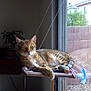 Moose joined the competition — help win amazing prizes! animal, brick_wall, calm, cat, cozy, domestic, feline, glass_window, greenery, home, indoor, perch, pet, plant, radio, relaxed, resting, sunlight, tabby, window