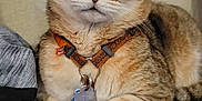 Moose joined the competition — help win amazing prizes! animal, cat, closeup, collar, domestic, ears, face, feline, fur, furniture, harness, household, indoor, orange_tabby, paws, pet, relaxed, sitting, stool, whiskers