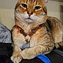animal, cat, closeup, collar, domestic, ears, face, feline, fur, furniture, harness, household, indoor, orange_tabby, paws, pet, relaxed, sitting, stool, whiskers