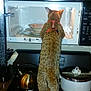 Moose joined the competition — help win amazing prizes! appliance, back_view, cat, cooking, countertop, curious, domestic, exploration, feline, food, harness, household, indoor, kettle, kitchen, microwave, pet, plate, pot, stove