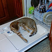 Moose is registered to the contest to win money with this photo: appliance, carpet, cat, clean_dishes, countertop, curious, dishwasher, domestic, feline, home, indoor, kitchen, open_door, pet, relaxing, resting, striped, tabby_cat, utensils, wooden_cabinet