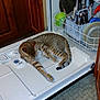 appliance, carpet, cat, clean_dishes, countertop, curious, dishwasher, domestic, feline, home, indoor, kitchen, open_door, pet, relaxing, resting, striped, tabby_cat, utensils, wooden_cabinet