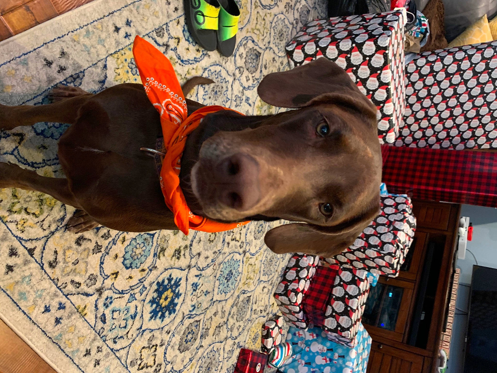 Penny is registered to the contest to win money with this photo: canidae, carnivore, collar, companion_dog, dog, dog_breed, dog_collar, dog_supply, fashion_accessory, fawn, flooring, guard_dog, leash, liver, pattern, personal_protective_equipment, pet_supply, snout, sporting_group, working_animal