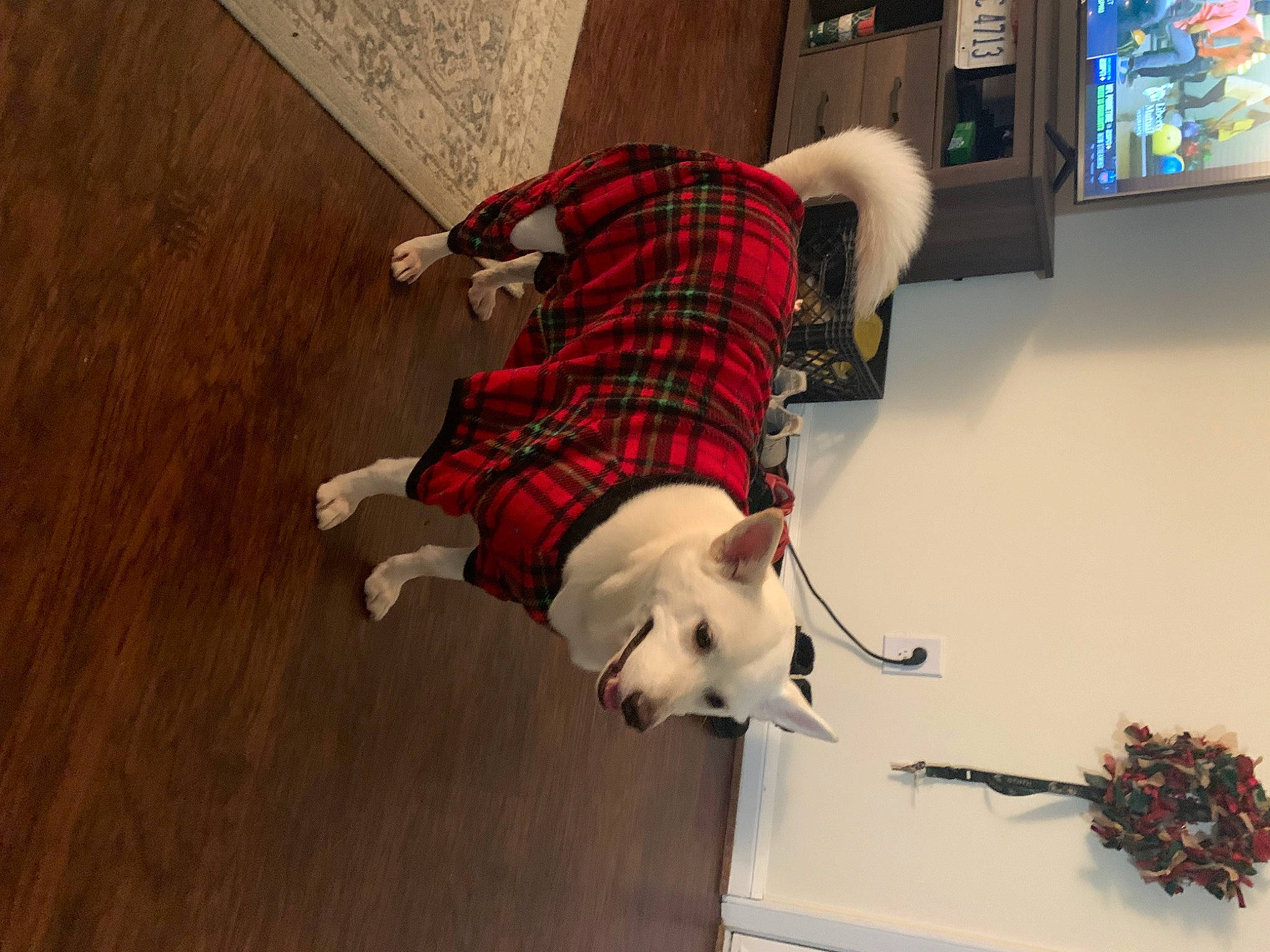Louie is registered to the contest to win money with this photo: bookcase, carnivore, christmas, companion_dog, dog, dog_breed, event, floor, flooring, fur, hardwood, pattern, picture_frame, plaid, room, sock, tail, tartan, wood, wood_flooring