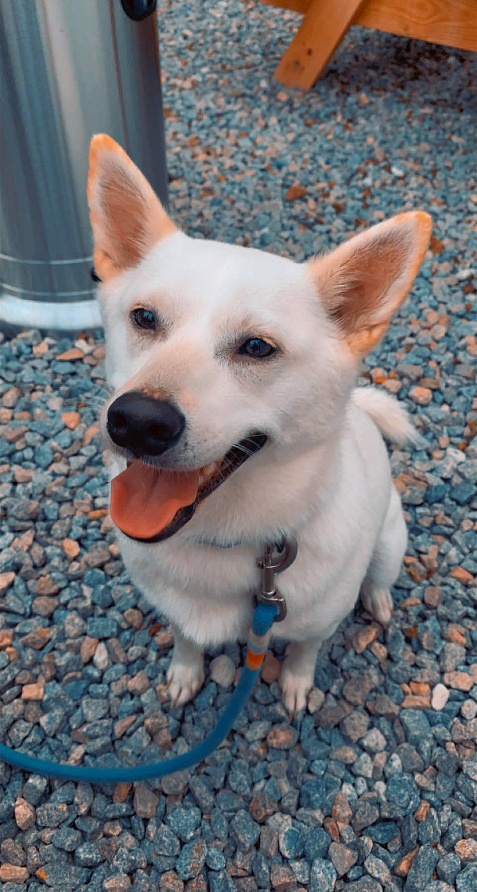 Louie is registered to the contest to win money with this photo: canidae, carnivore, collar, companion_dog, curtain, dog, dog_breed, dog_supply, electric_blue, fawn, flooring, fur, non_sporting_group, road_surface, snout, sporting_group, tail, whiskers