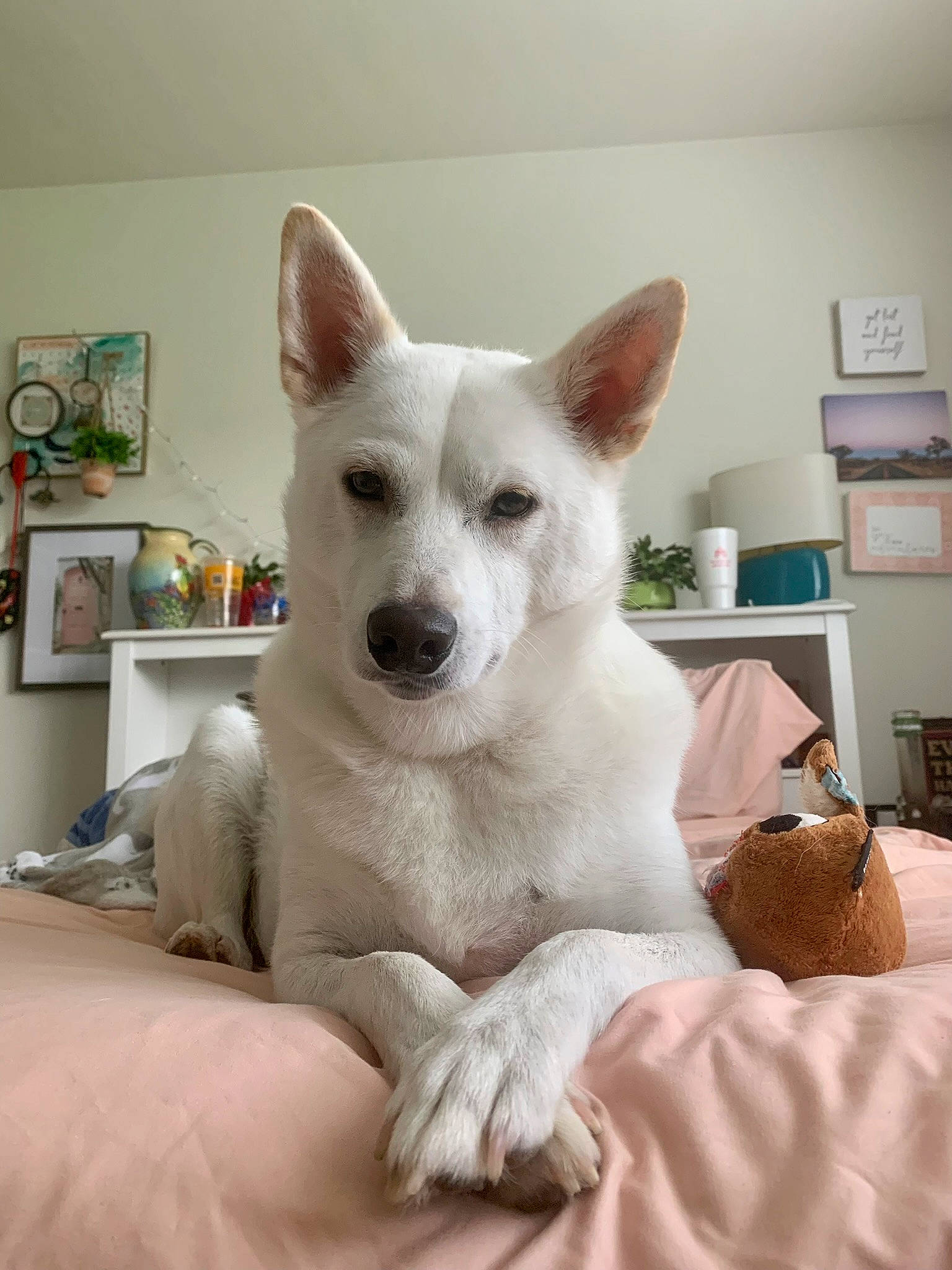 Louie is registered to the contest to win money with this photo: bag, canidae, carnivore, comfort, companion_dog, dog, dog_breed, fur, luggage_and_bags, non_sporting_group, picture_frame, shelf, shelving, snout, tail, terrestrial_animal, wall_plate, wall_socket, whiskers, working_animal