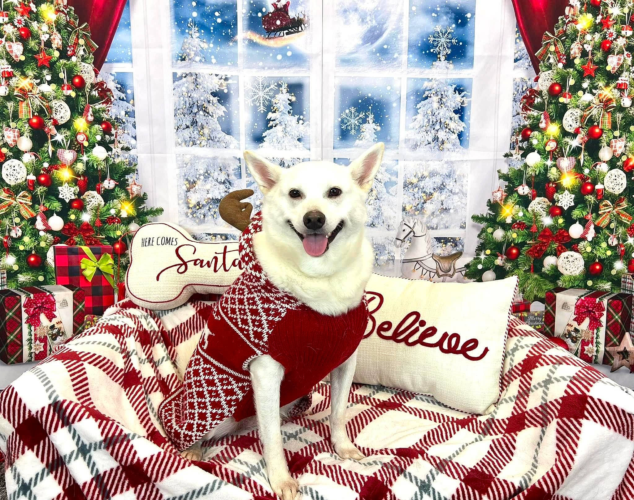 Louie is registered to the contest to win money with this photo: carnivore, christmas_decoration, christmas_ornament, christmas_tree, companion_dog, dog, dog_breed, dog_supply, event, fawn, green, holiday, holiday_ornament, ornament, pattern, plant, red, textile, tree, white