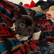 Oreo is registered to the contest to win money with this photo: puppy, dog, french_bulldog, blanket, patterned_blanket, red, blue, black, white, indoor, pet, cute, ears, paw, hand, cozy, fur, young, small, animal