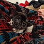 puppy, dog, french_bulldog, blanket, patterned_blanket, red, blue, black, white, indoor, pet, cute, ears, paw, hand, cozy, fur, young, small, animal